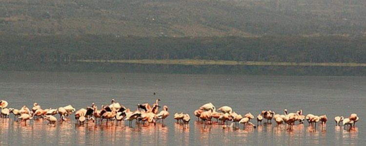 What to Expect on a Prize Trip to Kenya